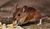 24 Hour & Emergency Exterminators in Dickson, TN